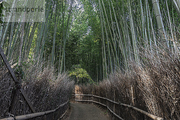Japan  Tokio  Leerer Fußweg durch Bambushain