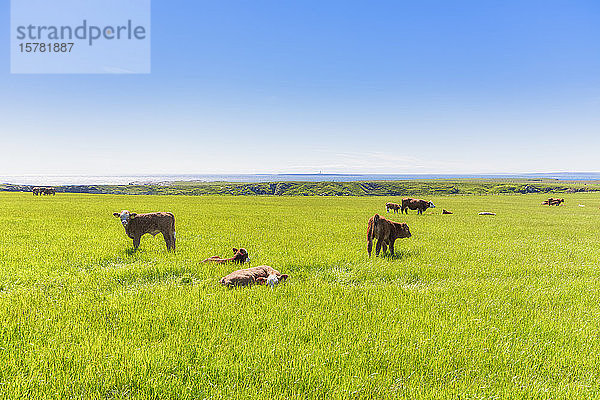 Schottland  Orkney-Inseln  Kühe im Feld