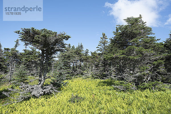 Kanada  Nova Scotia  Grüner borealer Wald des Cape Breton Highlands Nationalparks