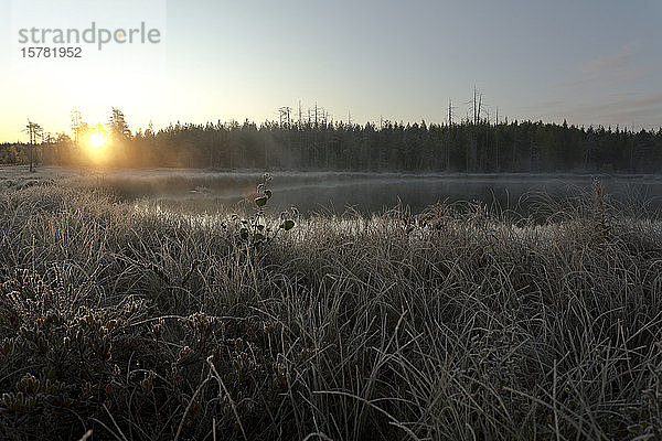 Finnland  Kainuu  Kuhmo  Grasbewachsenes Seeufer bei nebligem Sonnenaufgang