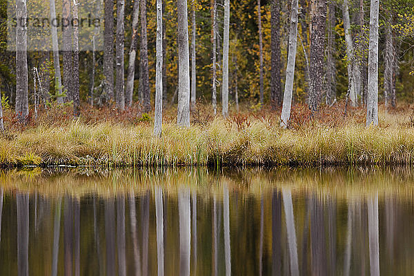 Finnland  Kainuu  Kuhmo  Herbstliche Bäume spiegeln sich im See