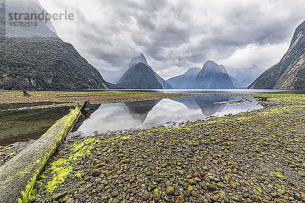 Neuseeland  Ozeanien  Südinsel  Southland  Fiordland National Park  Mitre Peak und Milford Sound Strand bei Ebbe mit grünen Algen auf Kieselsteinen