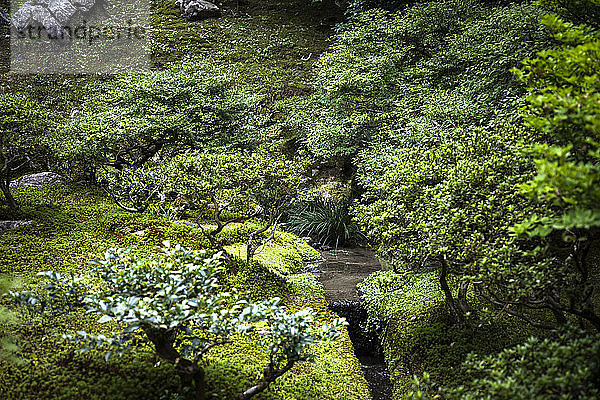 Japan  Kyoto  Grüner Garten