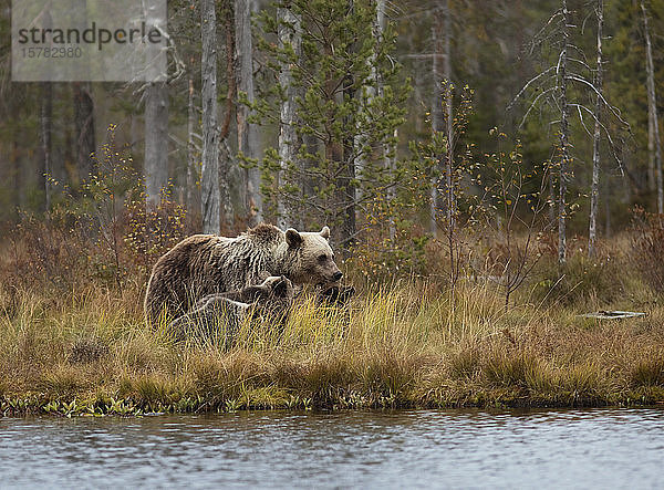Finnland  Kainuu  Kuhmo  Braunbärenfamilie (Ursus arctos) steht am grasbewachsenen Seeufer in der Herbsttaiga