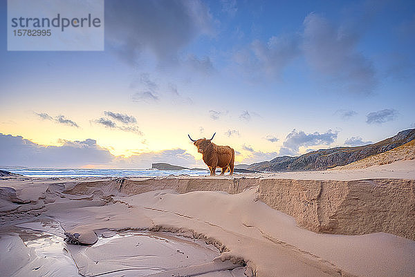 UK  Schottland  Durness  Highland-Rinderbulle am Sandstrand stehend