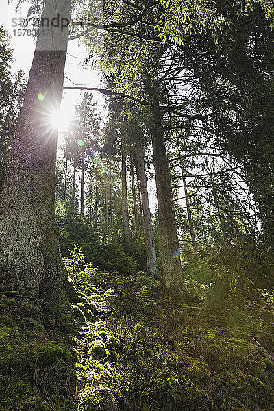 Deutschland  Nordrhein-Westfalen  Eifel  Nationalpark Eifel  Sonne scheint durch moosbedeckte Fichten (Picea abies)