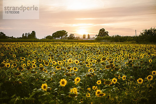 Sonnenblumenfeld bei Sommersonnenuntergang