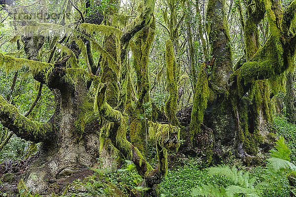 Spanien  Kanarische Inseln  La Gomera  Moosbedeckte Bäume im Garajonay-Nationalpark
