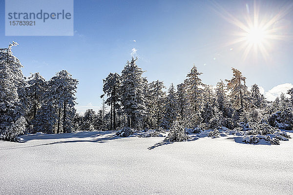 Winterlandschaft an der Hornisgrinde  Schwarzwald  Deutschland