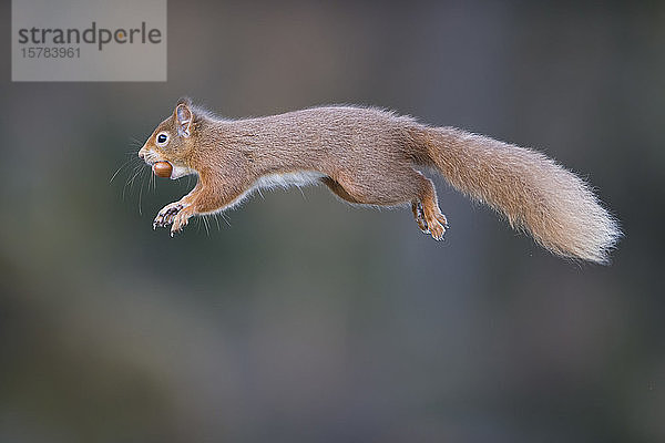 UK  Schottland  Rotes Eichhörnchen (Sciurus vulgaris) im mittleren Sprung