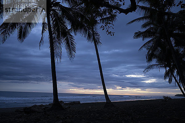 Costa Rica  Provinz Guanacaste  Silhouetten von Palmen  die in der Abenddämmerung am Küstenstrand wachsen