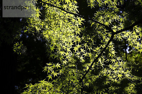 Japan  Präfektur Kyoto  Kyoto  Niedrigwinkelansicht der grünen Baumzweige