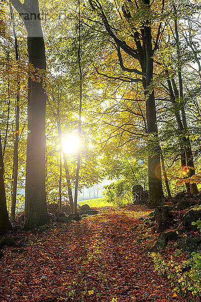 Deutschland  Odenwald  Wald im Herbst