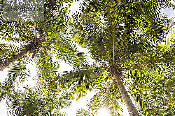 Direkt unter Sicht auf grüne Palmen