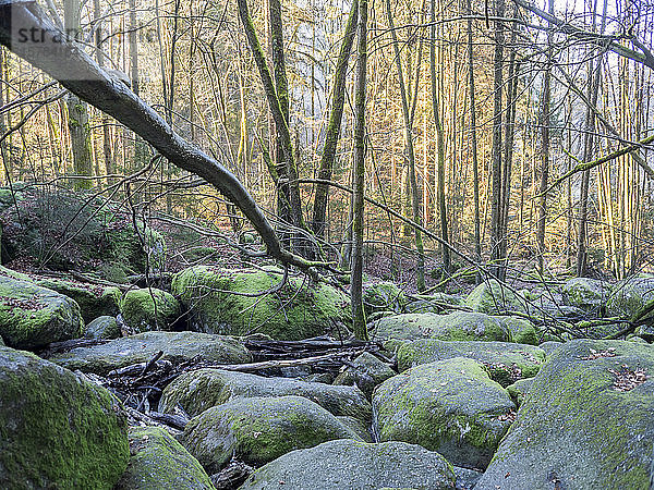 Deutschland  Bayern  Mossi-Felsen im Oberpfälzer Wald