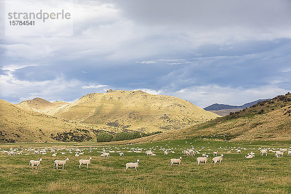 Neuseeland  Ozeanien  Südinsel  Southland  Te Anau  Schafherde auf der Weide