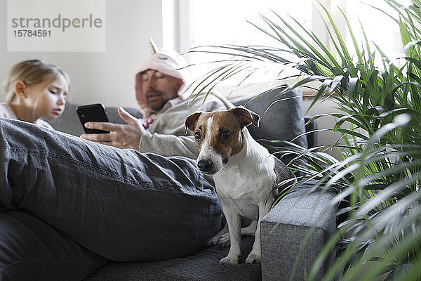 Porträt von Jack Russel Terrier  der zu Hause auf der Couch sitzt
