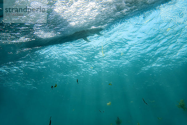 Indonesien  Bali  Unterwasser-Ansicht der Meereswelle