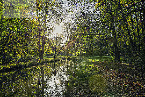 Die Isar im Nordenglischen Garten im Herbst  Oberfohring  München  Deutschland