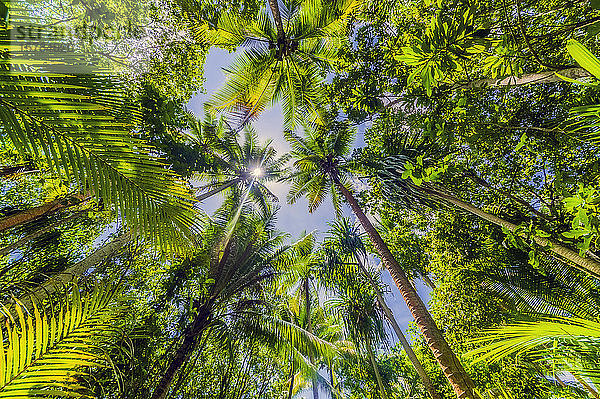 Papua-Neuguinea  Provinz Milne Bay  Direkt unter Sicht auf grüne  hohe Palmen im Sommer