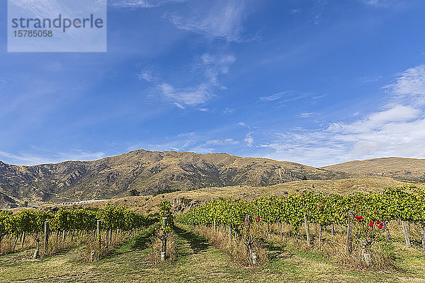 Neuseeland  Ozeanien  Südinsel  Gibbston Valley  Weinberg