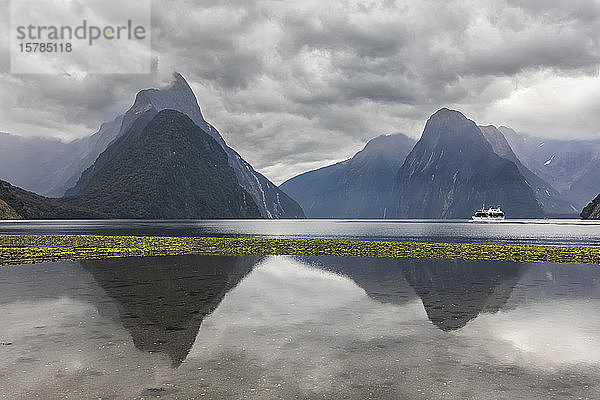 Neuseeland  Ozeanien  Südinsel  Southland  Fiordland National Park  Mitre Peak und Milford Sound Strand bei Ebbe mit grünen Algen auf Kieselsteinen