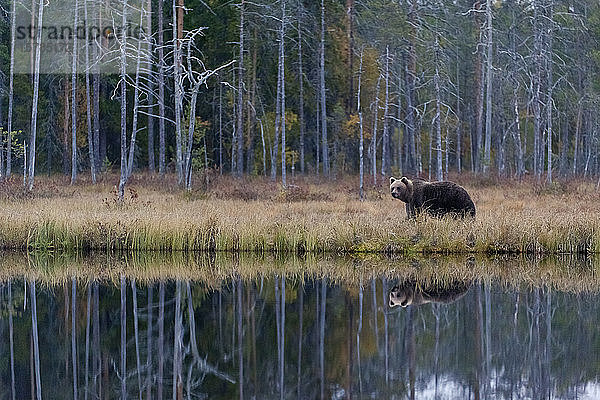 Finnland  Kainuu  Kuhmo  Braunbär (Ursus arctos) steht am grasbewachsenen Seeufer in der Herbsttaiga