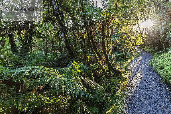 Neuseeland  Westland-Distrikt  Fox-Gletscher  Sonne scheint durch Zweige über Waldweg im Westland Tai Poutini National Park