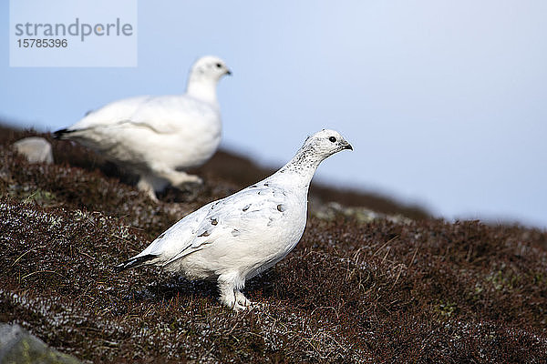 UK  Schottland  Zwei im Freien stehende Alpenschneehühner (Lagopus muta)