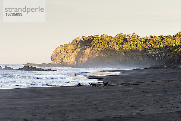 Costa Rica  Provinz Guanacaste  Ostional  Hunde spielen im Morgengrauen am sandigen Küstenstrand
