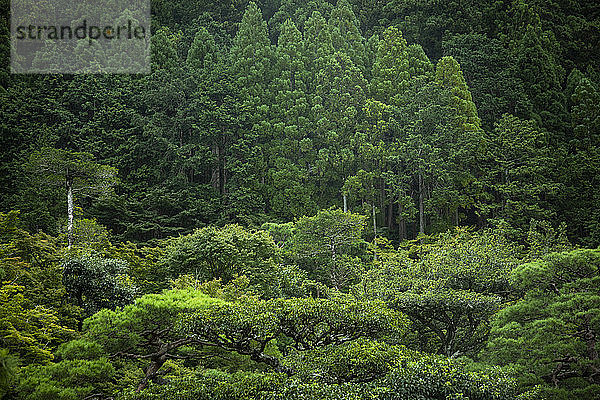Japan  Kyoto  Grüner Wald