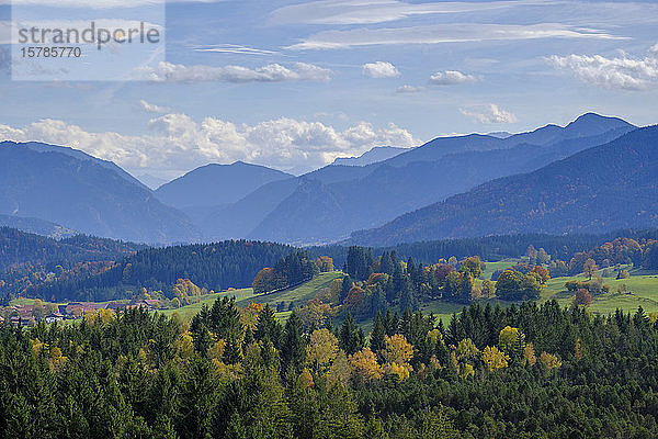 Deutschland  Bayern  Wildsteig  Waldansicht in den Ammergauer Alpen