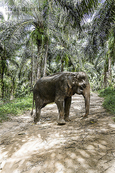 Elefant im Schutzgebiet  Krabi  Thailand