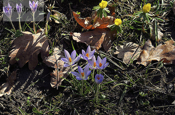 Deutschland  Sachsen  Purpurkrokusse (Crocus sativus)