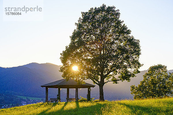 Deutschland  Bayern  Untergehende Sonne scheint durch Zweige eines einsamen Baumes  der neben einem leeren Pavillon steht