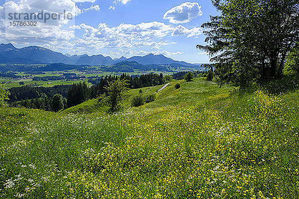 Deutschland  Schwaben  Frühlingswiese in den Allgäuer Alpen