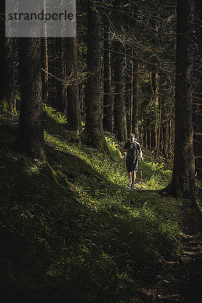 Mann mit Wanderstöcken auf einer Wanderung im Wald  Karwendel  Tirol  Österreich