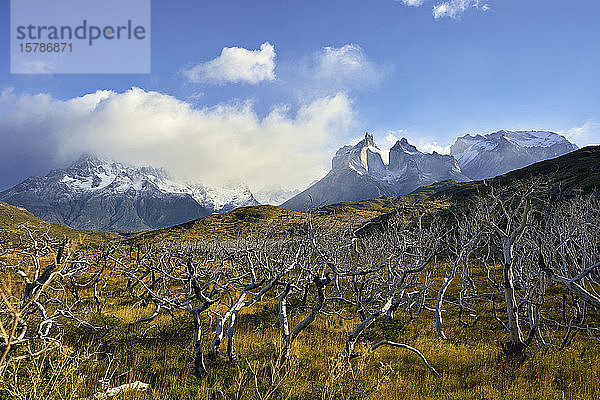 Chile  Provinz Ultima Esperanza  Szenische Ansicht des toten Waldes im Torres del Paine Nationalpark
