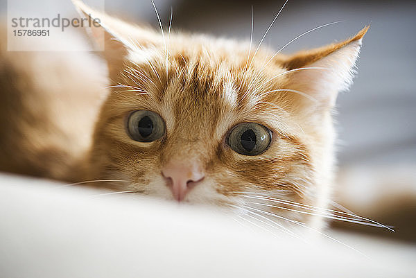 Porträt einer rothaarigen Katze  die etwas beobachtet