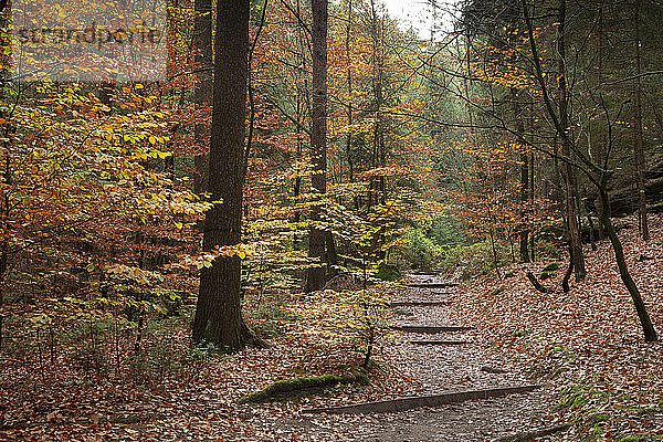 Deutschland  Sachsen  Wanderweg im Herbstwald des Nationalparks Sächsische Schweiz