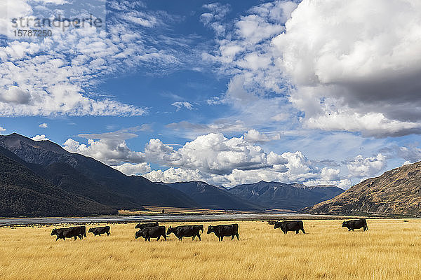 Neuseeland  Grey District  Inchbonnie  Wolken über Vieh  das auf gelbem Gras grast  mit dem Waimakariri-Fluss im Hintergrund