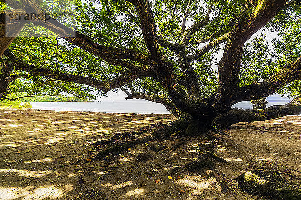 Papua-Neuguinea  Trobriand-Inseln  Kitava-Insel  Baum am Strand