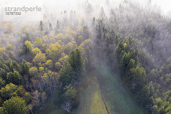 Deutschland  Bayern  Geretsried  Luftaufnahme eines nebelumhüllten Herbstwaldes