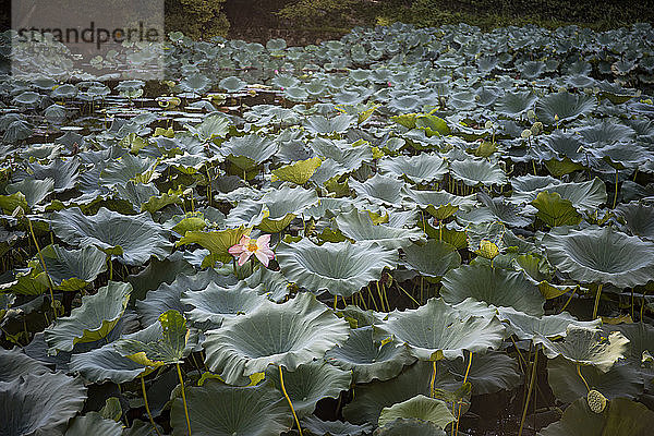 Japan  Präfektur Kyoto  Kyoto  Teich mit Lotuswasserlilien