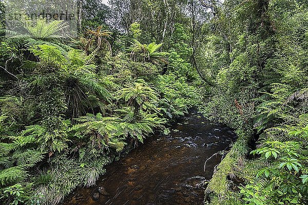 Bach  der durch einen Wald mit Baumfarn (Cyatheales) fließt  Waipohatu Falls Track  Catlins  Südinsel  Neuseeland  Ozeanien