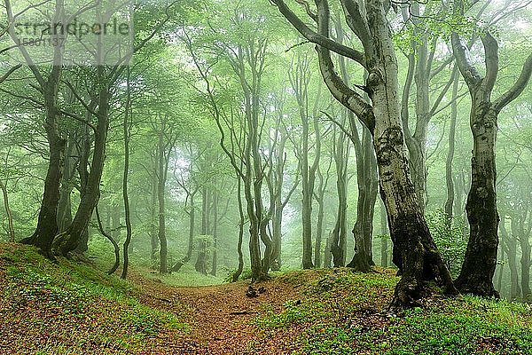 Nebliger  naturnaher Buchenwald (Fagus) mit knorrigen  überwucherten Bäumen im Frühling  Erzgebirge  Tschechische Republik  Europa