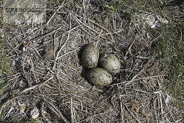 Lachmöwe (Chroicocephalus ridibundus)  Gelege mit drei Eiern  Ostfriesische Inseln  Nationalpark Niedersächsisches Wattenmeer  Deutschland  Europa
