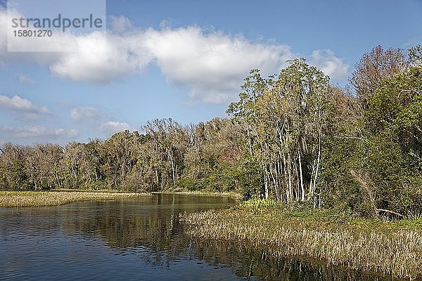 Flusslandschaft  Schilf  Bäume mit Spanischem Moos oder (Tillandsia usneoides)  Rainbow River  Rainbow Springs State Park  Dunnelon  Florida  USA  Nordamerika