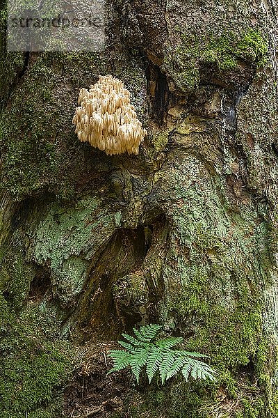 Hericium flagellum (Hericium flagellum) auf Weißtanne (Abies alba)  Nationalpark Bayerischer Wald  Bayern  Deutschland  Europa