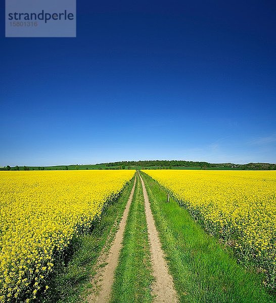 Feldweg durch blühendes Rapsfeld unter blauem Himmel  Saalekreis  Sachsen-Anhalt  Deutschland  Europa